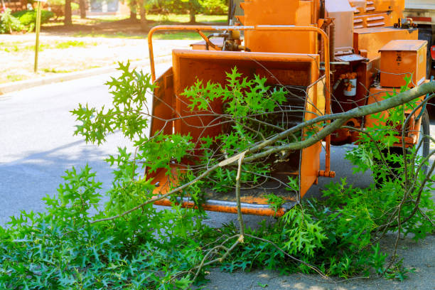 Providence, KY Tree Care Services Company